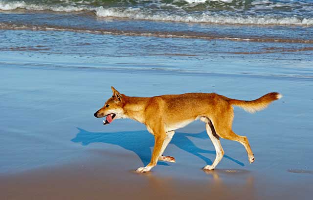 dingo on beach
