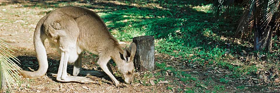 carnarvon kangaroo
