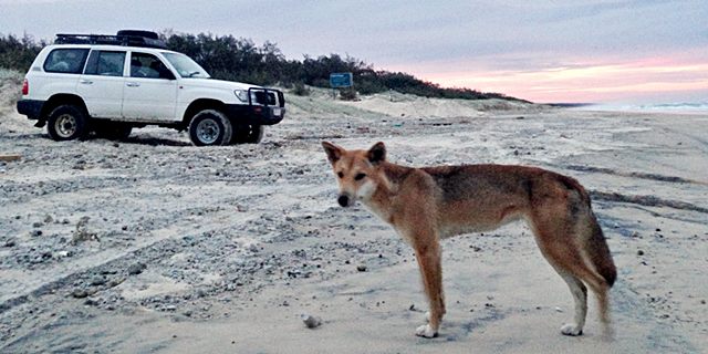 dingo and car on beach